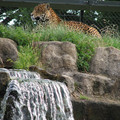 chester_zoo_15.jpg