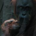 chester_zoo_16.jpg