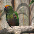 chester_zoo_24.jpg
