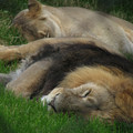 chester_zoo_26.jpg