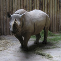 chester_zoo_32.jpg