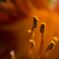 flowers_04.jpg