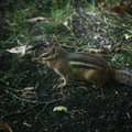charles-the-chipmunk.jpg