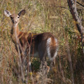 deer-4.jpg