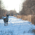 deer-6.jpg