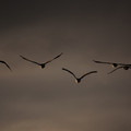 geese-4.jpg