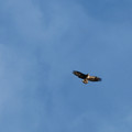 golden-eagle.jpg