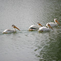 pelicans1.jpg