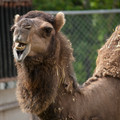 zoo_11_camel.jpg