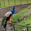 zoo_13_peacock.jpg