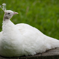 zoo_14_albino_peahen.jpg