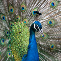 zoo_15_peacock.jpg
