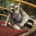 zoo_17_lemur.jpg