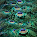 zoo_18_peacock.jpg