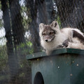 zoo_19_arctic_fox.jpg