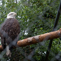 zoo_22_eagle.jpg