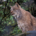 zoo_24_canadian_lynx.jpg
