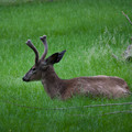 zoo_27_deer.jpg
