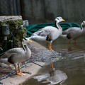 zoo_28_gooses.jpg