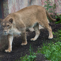 zoo_29_lioness.jpg
